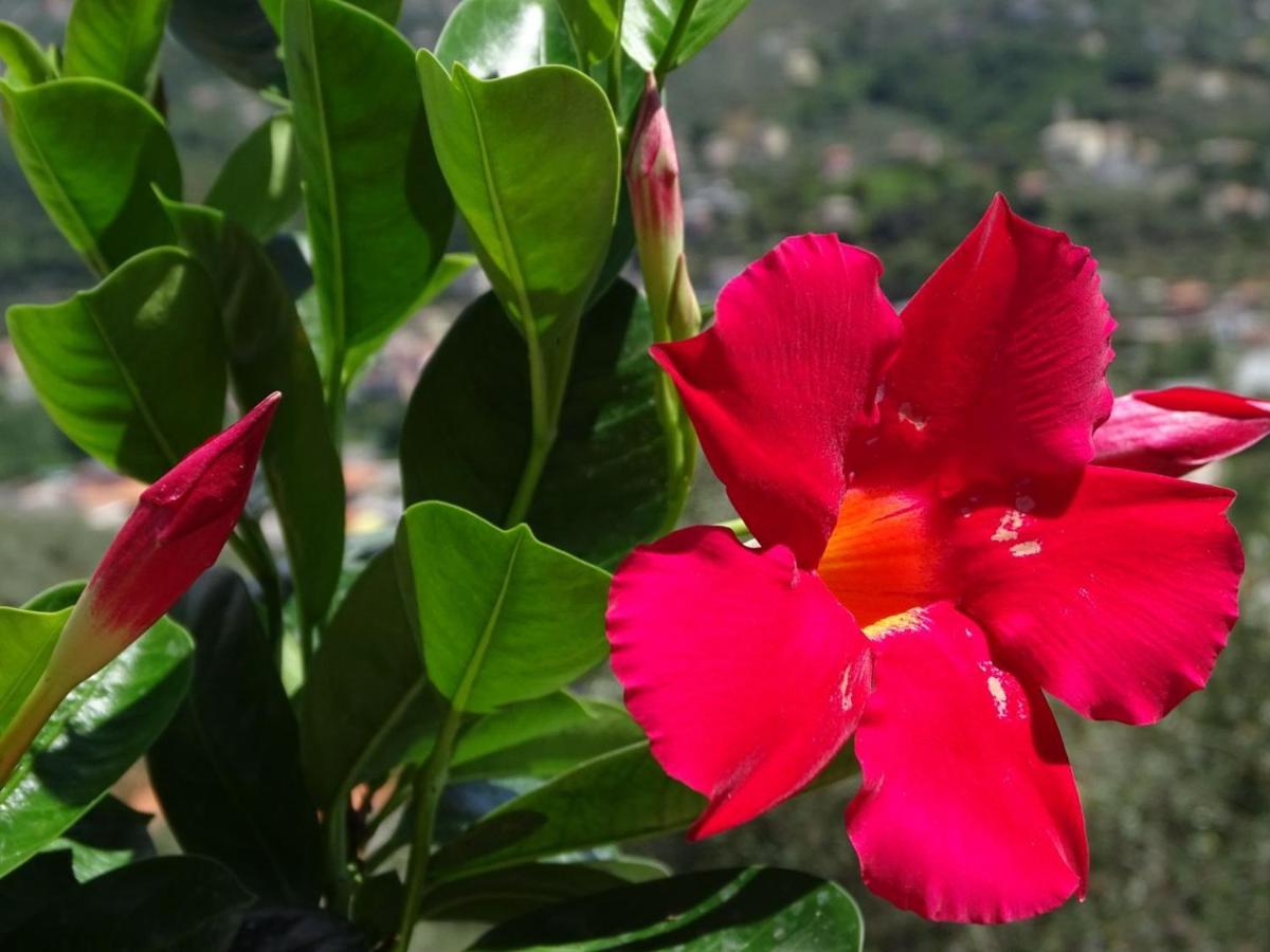 Casa Dell'Aura Bed & Breakfast Chiavari Bagian luar foto