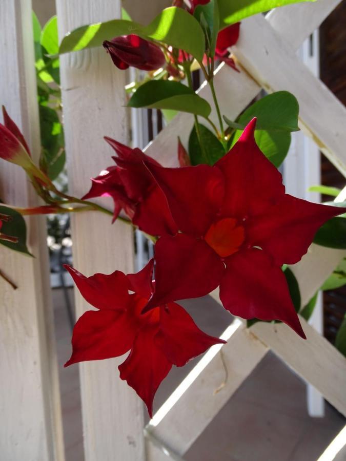 Casa Dell'Aura Bed & Breakfast Chiavari Bagian luar foto